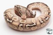 Python royal - Python regius GHI Butter Special