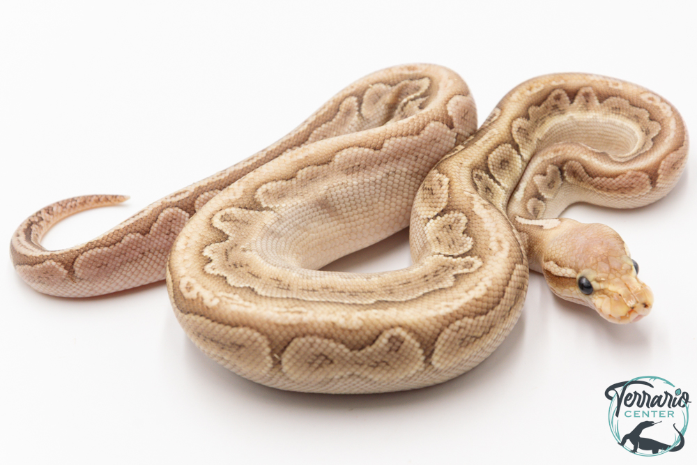 Python royal - Python regius Bamboo Pastel