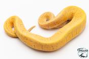Python royal - Python regius Super Blast Yellow Belly