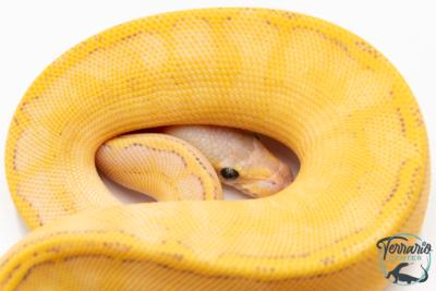 Python royal - Python regius Highway Lemon Blast