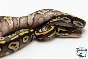 Python royal - Python regius Phantom