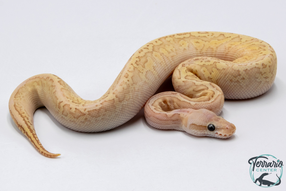 Python royal - Python regius Banana Lemon Blast Butter