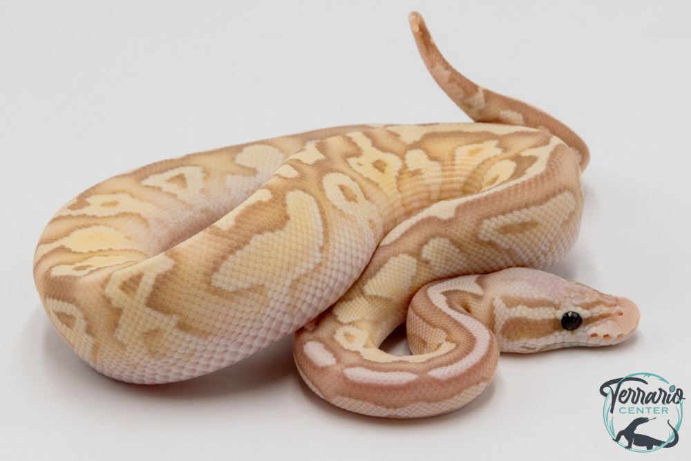 Python royal - Python regius Banana Firefly Butter