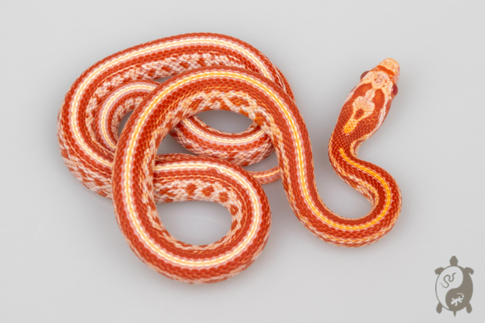 Serpent des blés - Pantherophis guttatus Tessera Okeetee Albinos