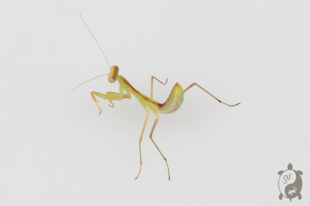 Deroplatys Dessicata - Mante feuille morte