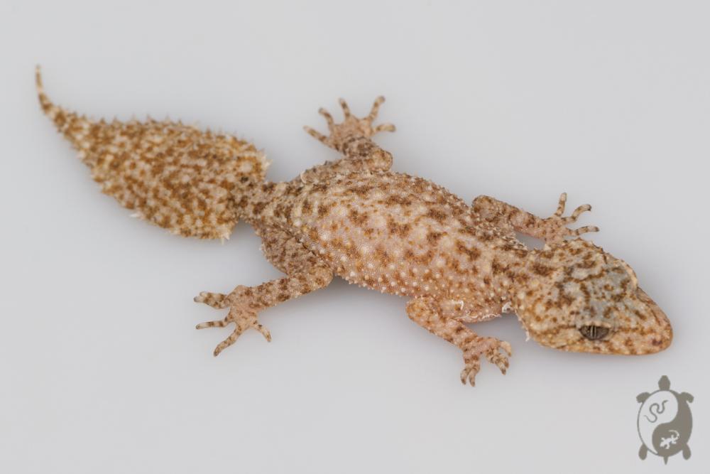 Phyllurus platurus - Gecko à queue large