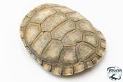 Pelomedusa subrufa – Péloméduse roussâtre - 06