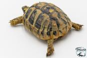 Tortue d'Hermann - Testudo hermanni boettgeri 12-15 cm - Femelle
