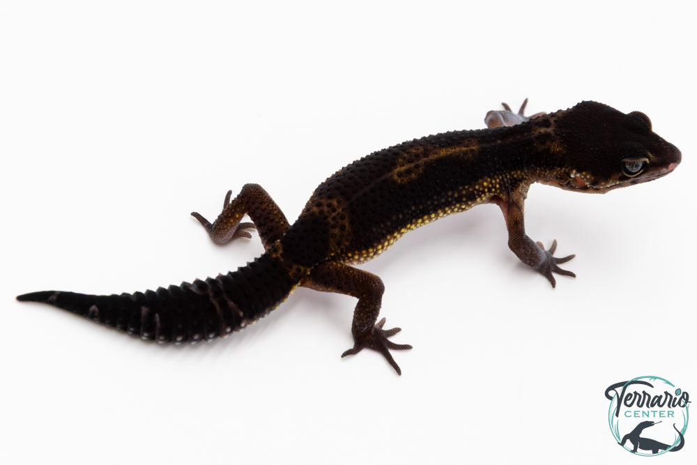 Gecko Léopard - Eublepharis Macularius - Black Night - Femelle &#9792; F3