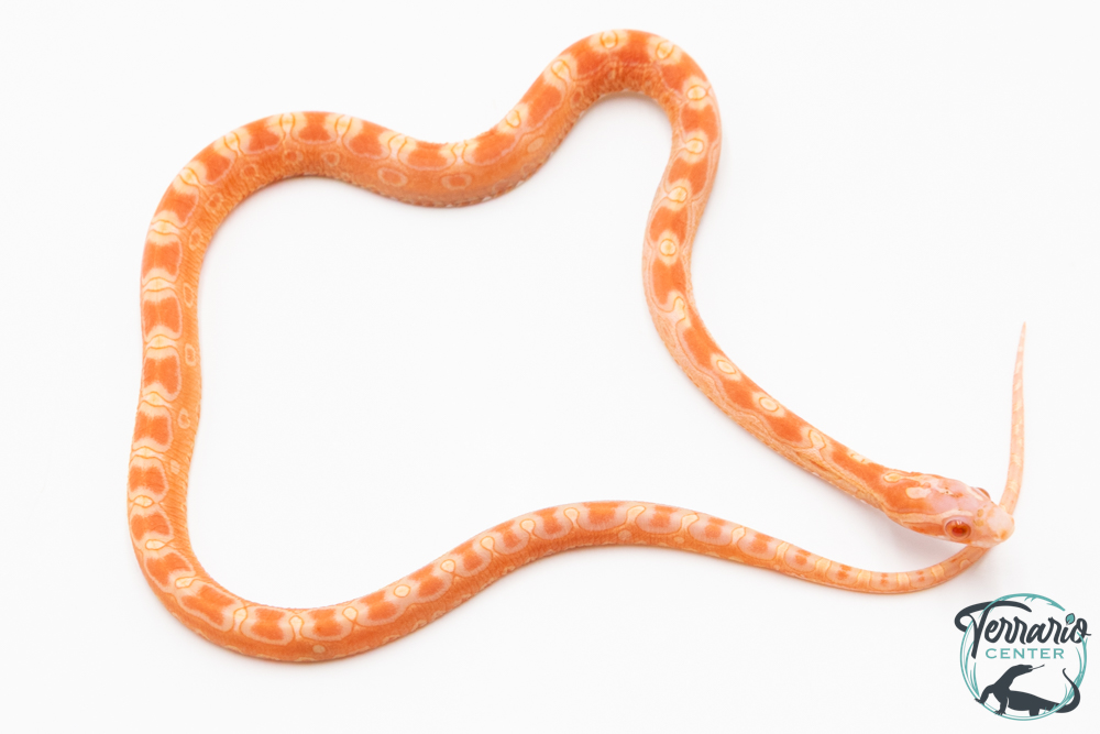 Serpent des blés - Pantherophis guttatus Scaleless Albinos Reverse Okeetee