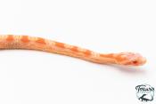 Serpent des blés - Pantherophis guttatus Scaleless Albinos Reverse Okeetee