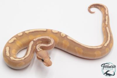 Python royal - Python regius Banana Mojave GHI