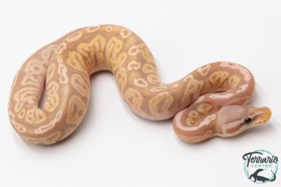 Python royal - Python regius Banana Black Pewter