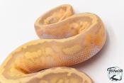 Python royal - Python regius Banana Pastel Piebald