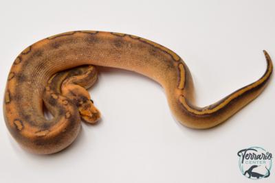 Python royal - Python regius Champagne