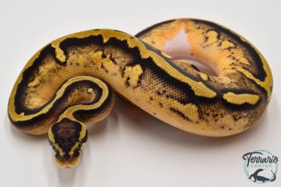 Python royal - Python regius Piebald Pastel