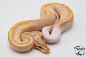 Python royal - Python regius Banana Pastel Piebald