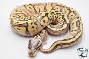 Python royal - Python regius Super Pastel Vanilla