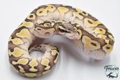 Python royal - Python regius Butter Pastel