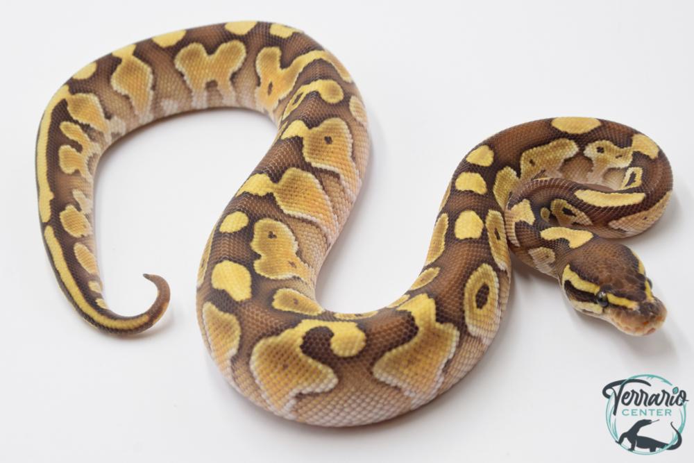 Python regius Lesser