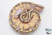 Python royal - Python regius Super Pastel Lesser