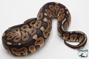 Python royal - Python regius Cinnamon