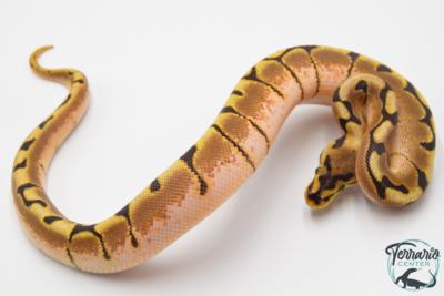 Python royal - Python Regius Stinger Bee Het Hypo