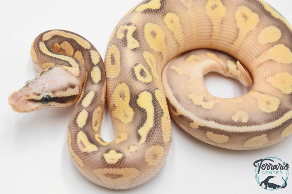 Python royal - Python regius Super Pastel Lesser