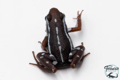 Epipedobates anthonyi - Epipédobate d'Anthony "Buena Esperanza"