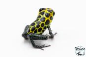 Ranitomeya imitator "Tarapoto" - Dendrobate imitateur