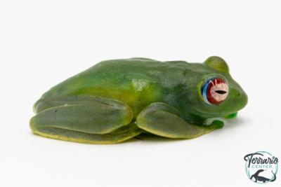 Boophis luteus - Rainette aux yeux brillants d'Ankafana