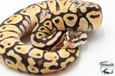 Python royal - Python regius Pastel Specter