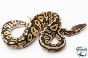 Python royal - Python regius Pastel