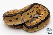 Python royal - Python regius Clown
