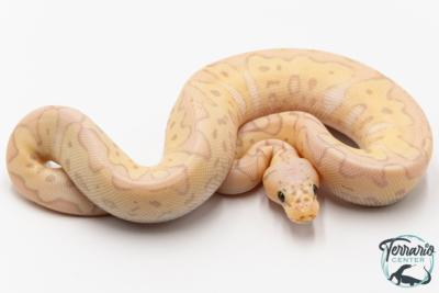 Python royal - Python regius Banana Killer Clown