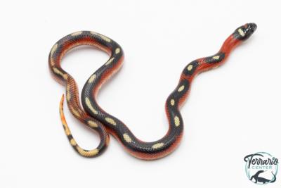 Faux corail de Sinaloa - Lampropeltis triangulum sinaloae "Splotched" 