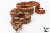 Boa constricteur - Boa imperator Hypo Jungle het BLOOD KAHL
