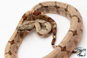 Boa constricteur - Boa imperator Mandarine Belly 