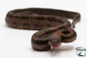 Boa constricteur - Boa imperator Leopard Mandarine Belly 
