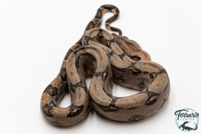 Boa constricteur - Boa imperator Mandarine Belly 