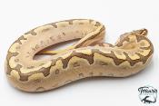 Python royal - Python regius Bamboo Enchi 