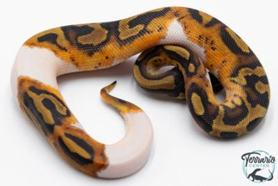 Python Royal - Python regius Piebald Het Albinos