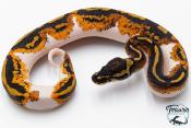 Python royal - Python regius Piebald Yellow Belly