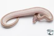 Python royal - Python regius Super Phantom LemonBlast