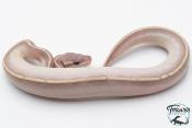 Python royal - Python regius Super Phantom LemonBlast