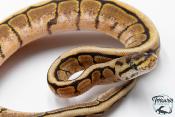 Python royal - Python regius Spider Yellow Belly