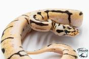 Python royal - Python regius Bumblebee