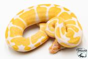 Python royal - Python regius Albinos