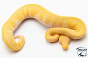 Python royal - Python regius Albinos Pinstripe