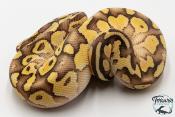 Python royal - Python regius Butter Pastel Vanilla